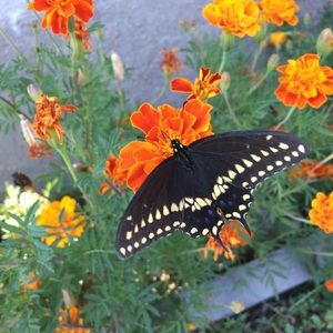 Meet your Posher, Donell